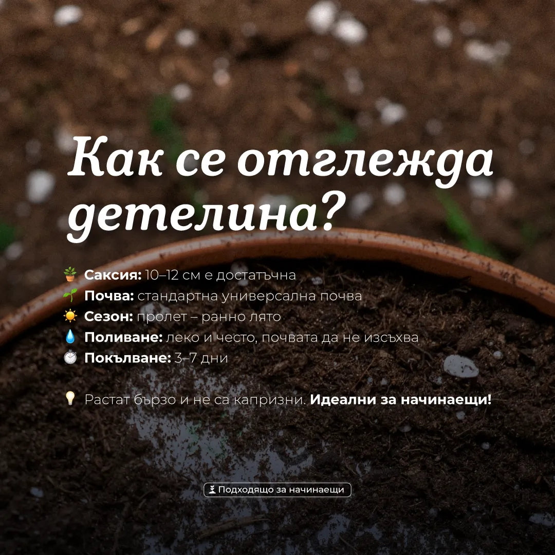 Честит празник от твоето ДЕТЕлина | Картичка за засаждане 🪴