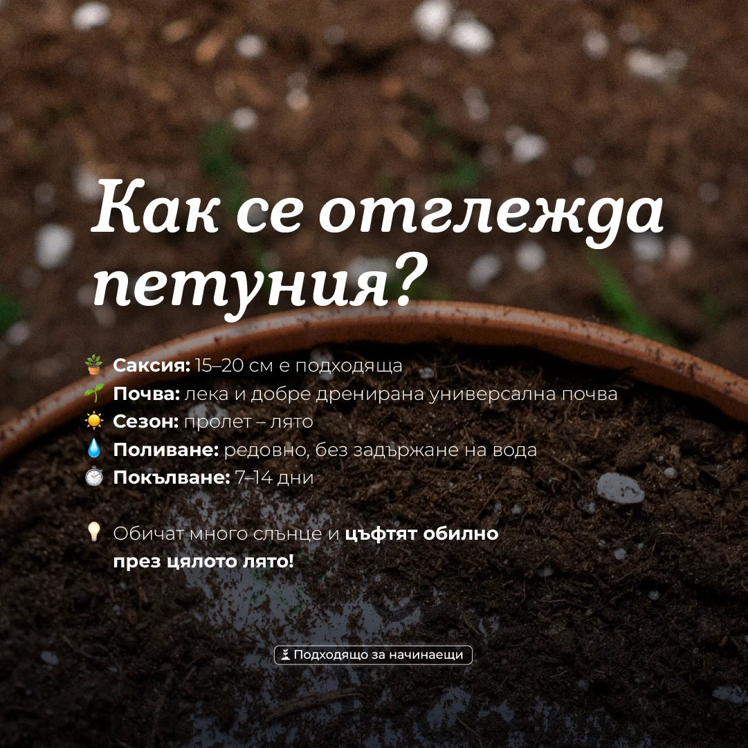 Цвете за любимото ми цвете (петуния) | Картичка за засаждане 🪴
