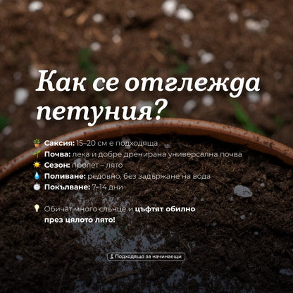 Цвете за любимото ми цвете (петуния) | Картичка за засаждане 🪴