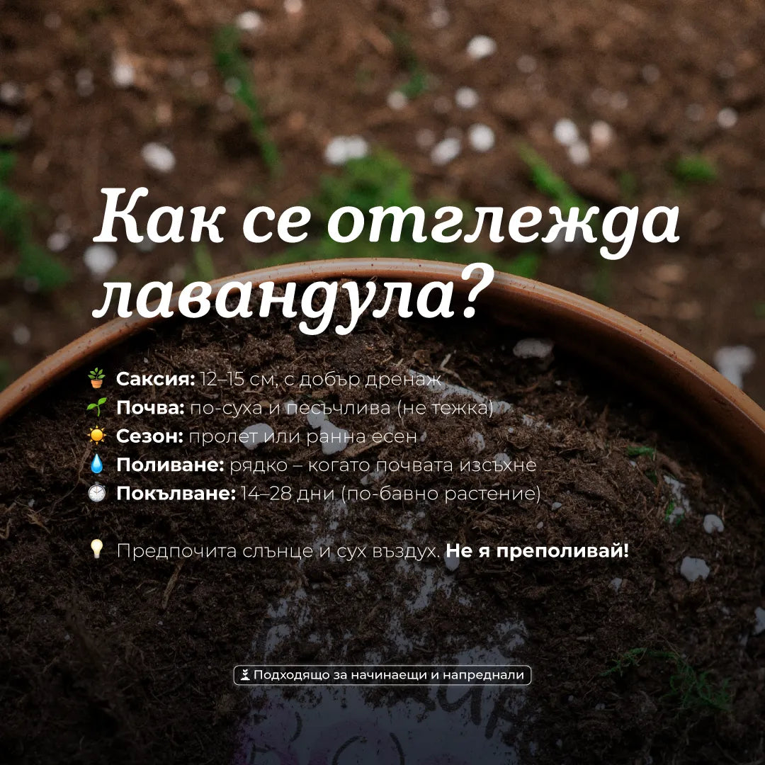 Пораснах в най-хубавата градина. Твоята. | Картичка за засаждане 🪴