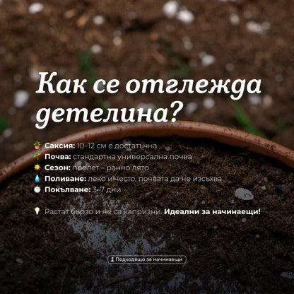 Честит празник от твоето ДЕТЕлина | Картичка за засаждане 🪴